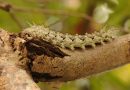 Caterpillar Atlantic Rainforest  - matinasbp / Pixabay