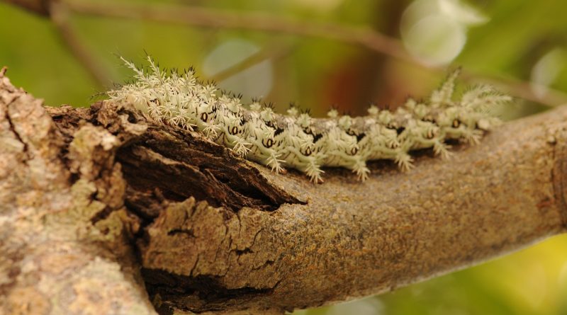 Caterpillar Atlantic Rainforest  - matinasbp / Pixabay