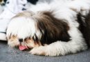 Rug Excited Happy Dog Dog Class  - andrescarlofotografia / Pixabay