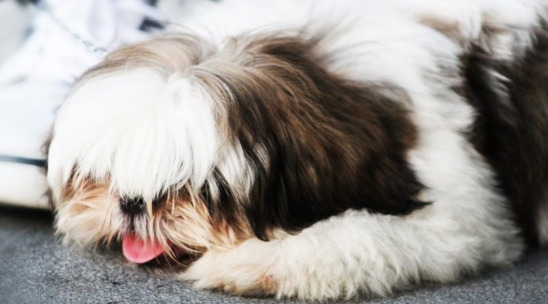 Rug Excited Happy Dog Dog Class  - andrescarlofotografia / Pixabay