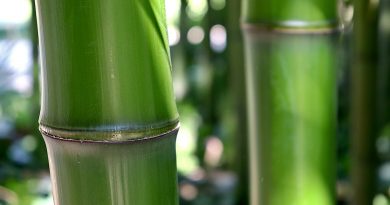 Bamboo Green Bambouseraie D Anduze  - GAIMARD / Pixabay