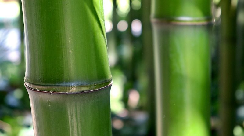 Bamboo Green Bambouseraie D Anduze  - GAIMARD / Pixabay