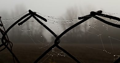 Plot Wire Fog Metal Spider Web  - MSphotos / Pixabay