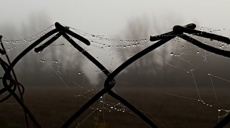 Plot Wire Fog Metal Spider Web  - MSphotos / Pixabay