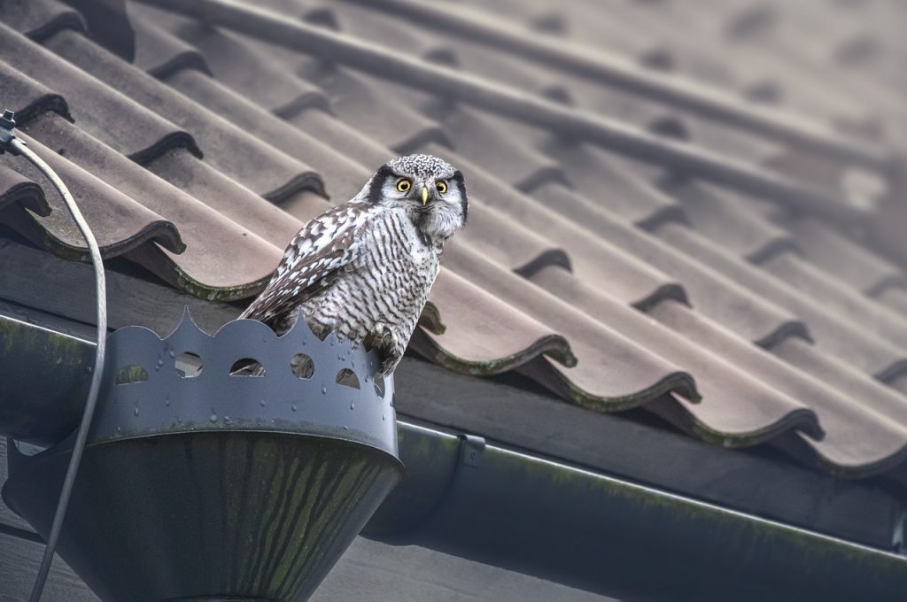 Northern Hawk Owl Owl Bird Animal - Erik_Karits / Pixabay