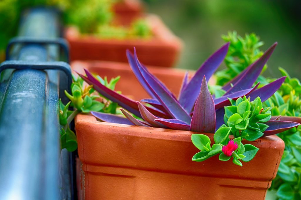 Flower Pot Balcony Plant Succulent  - creative_tomek / Pixabay