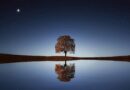 tree, lake, stars